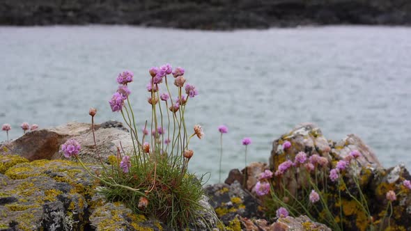 Cinemagraph of Centaury Flowers in Connemara Ireland