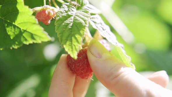Collect Raspberries in the Garden