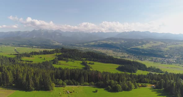 Flying Over the Forest Trees Landscape Panorama alt