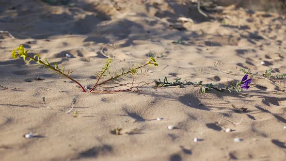 A spring flower growing in the sand at the beach or in a desert struggling to survive in harsh condi alt