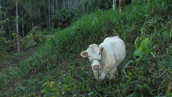 Slowly approaching a large white cow surrounded by high grass that it is eating alt