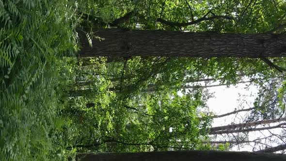 Vertical Video Aerial View Inside a Green Forest with Trees in Summer alt