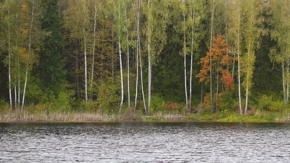 Panoramic shoot of wild forest and beautiful forest lake.