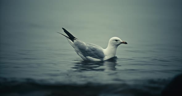 Closeup of Seagull Diving and Feeding in Shallow Foggy Lake Water with Waves and Rising Tide in Slow alt