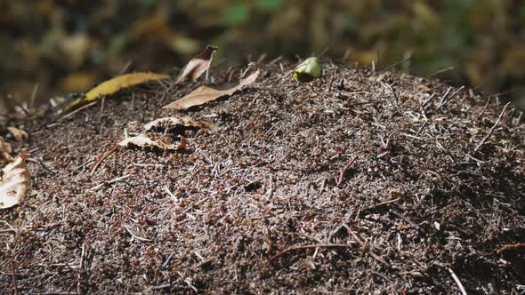 A Colony of Ants Is Building an Anthill in a Summer Forest. A Family of Insects in a Bustle Crawl alt