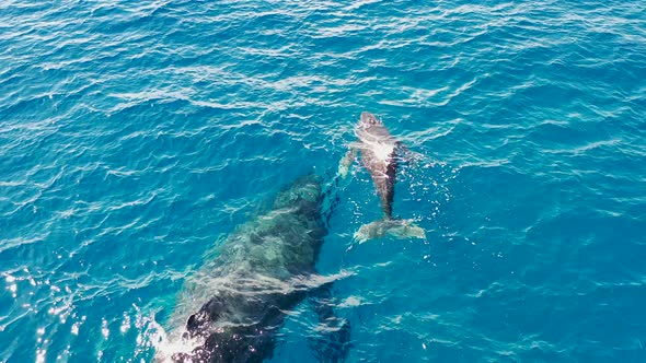 A whale calf swims near its mother in the Pacific alt