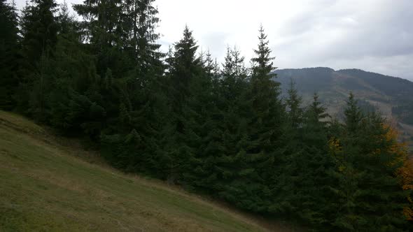 Fir trees up the mountain alt