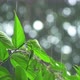 Tropical Rain - VideoHive Item for Sale