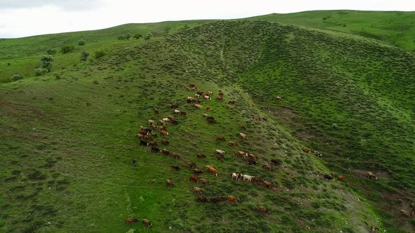 Cows Grazing On Green Pasture alt