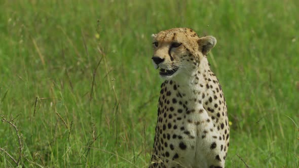 Curious cheetah in the savannah alt