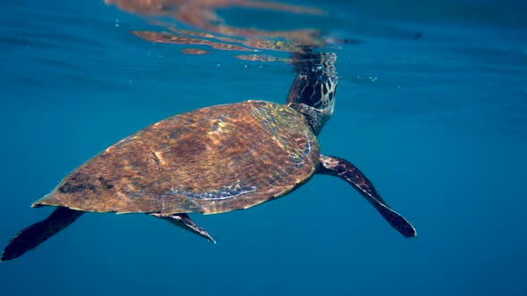 Hawksbill Sea Turtle Swimming in Blue Ocean Ascends to the Surface to Breathe alt