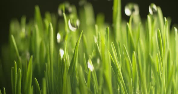 Water dripping onto grass in super slow motion.  Shot on Phantom Flex 4K high speed camera.