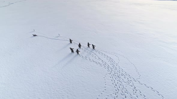 Funny Gentoo Penguin Walk Arctic Snow Aerial View