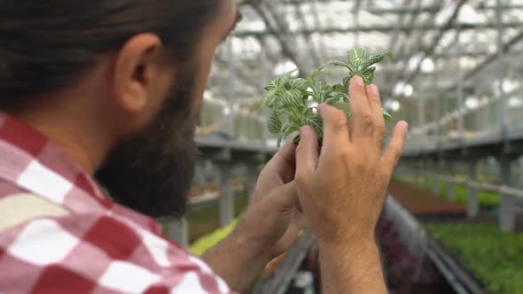 Male Gardener Checking Green Decorative Plant in Pot, Flower Sprout Quality