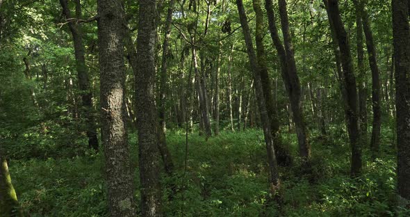 The forest closed to the Chambon lake, Murol, Puy de Dôme, Auvergne, France alt