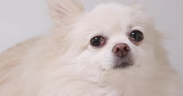 Pomeranian dog barking alt