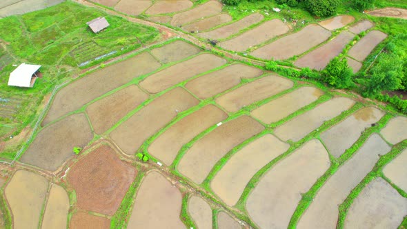 An aerial view over the beautiful rice terraces alt