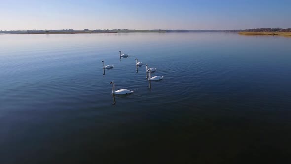 Camera Tracks Slowly Low Right A Bunch Of Swans