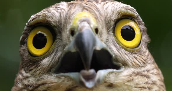 European Sparrowhawk, accipiter nisus, Portrait of Adult, Normandy, slow motion 4K alt