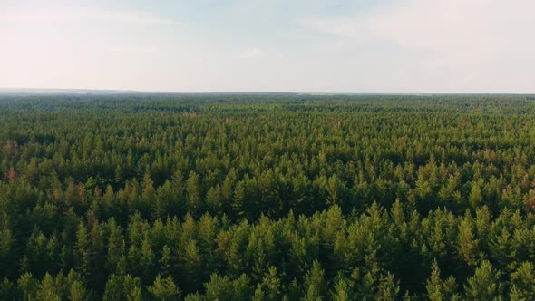 Aerial View of the Coniferous Forest