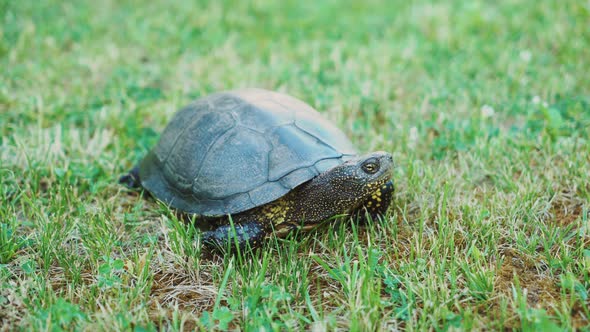 Image result for land turtle image