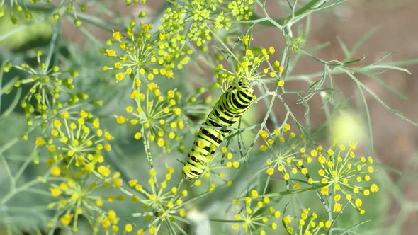 Caterpillar eating dill flowers in the garden, Black Swallowtail Papilio polyxenes larvae alt