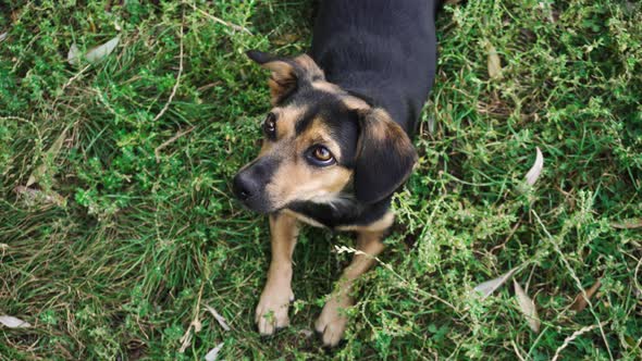 Cute dog lying on a green grass in a park