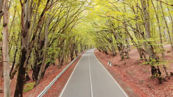 Slow Motion Low Angle Fly Over Asphalt Road In A Forest Banner alt