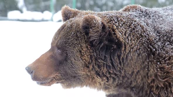 Artistic processing; close up of a brown bear; painting alt