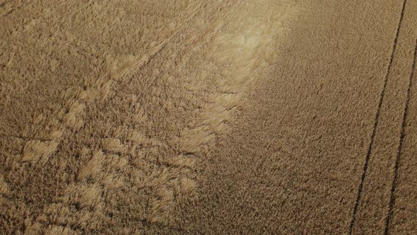 Ripe Grain Field. A Carpet Of Golden Ears Is Visible. Aerial Photography.. alt