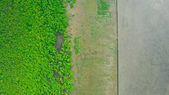Aerial view Top view of Mangroves forest. mangroves along the coastline alt