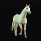 Horse Walk 2 - VideoHive Item for Sale