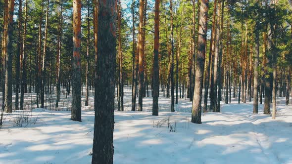 Gray Thin Coniferous Tree Trunks in Sunlit Winter Forest alt