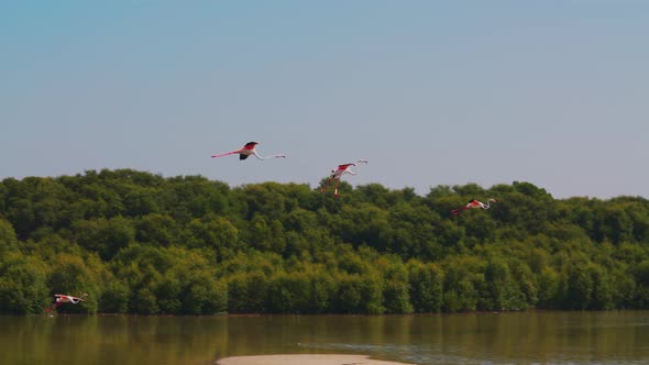 Flamingos Flying in the Sky Above the Lake in Ras Al Khor Wildlife Sanctuary alt