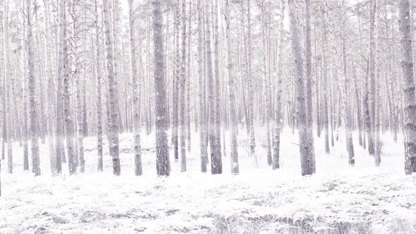 Changing Seasons from Warm Summer to Cold Snowy Winter in Wild Pine Forest alt