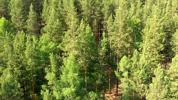 Drone Flies Low Over Forest and Around the Coniferous Evergreen Trees