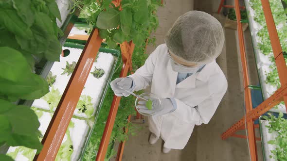 Female Biologist Doing Research in Vertical Farm alt