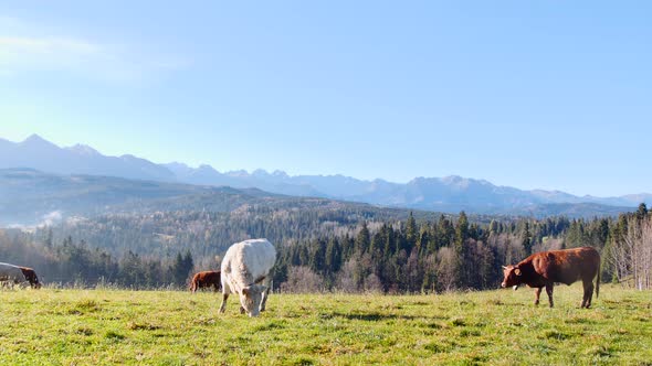Cow on a mountain landscape background. Happy alpine milky cows are grazing in the grass. 