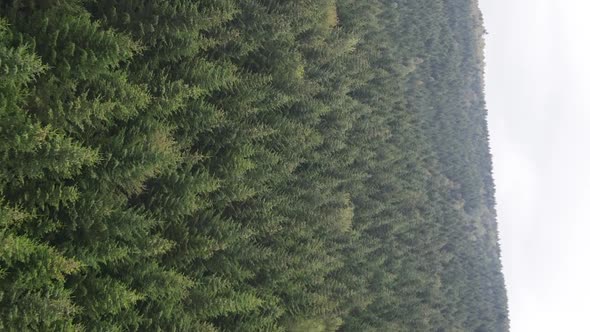 Vertical Video Carpathian Mountains alt