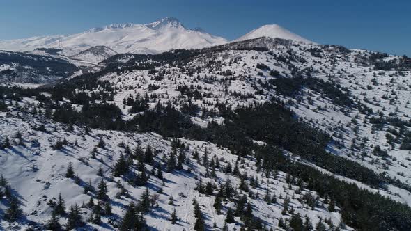 Trees And Mountains alt
