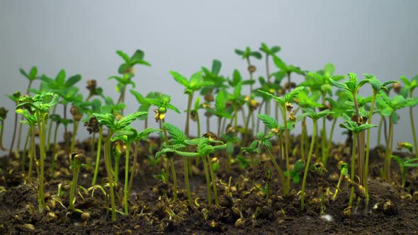 Marijuana Plant Growing alt