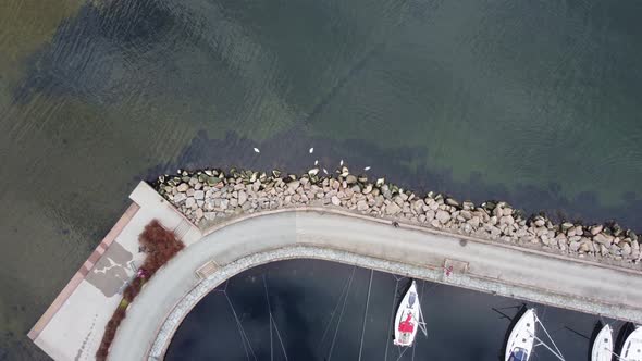 Aerial descending towards swans eating kelp outside breakwater in Kristiansand Norway alt