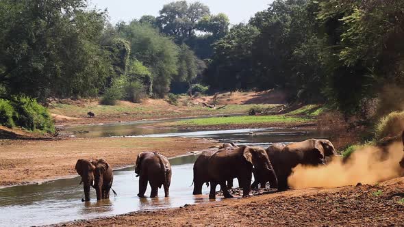 African bush elephant in Kruger National park, South Africa alt