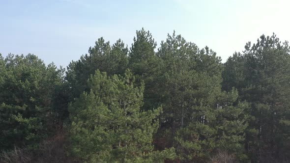 Misty morning in the evergreen tree woods 4K drone footage alt