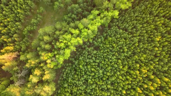 Summer Forest From Above