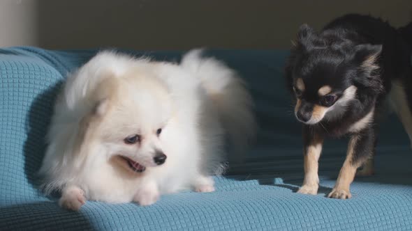 two cute lap dogs white and black color play bite happy fun together on sofa couch