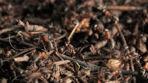 The Work and Life of Ants in an Anthill alt