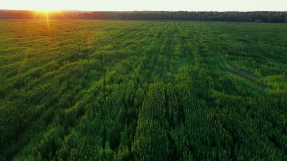 Drone Shot Green Cannabis Plant at a Beautiful Sunset Aerial Dron Shot alt