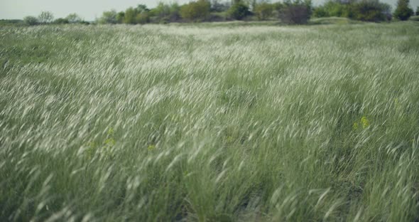 The Grass Stipa Sways in the Wind