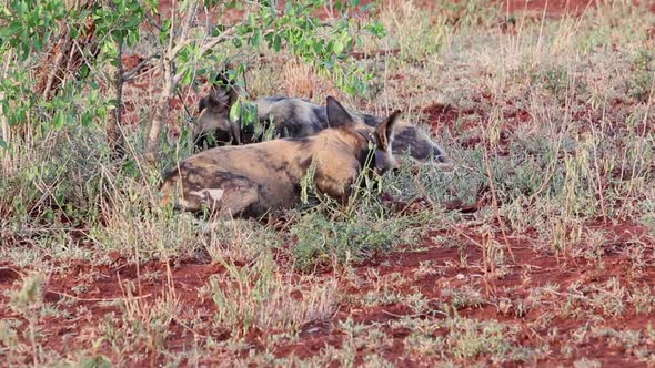 Collared African wild dogs, Lycaon pictus feed off scraps of a kill in winter at Zimanga in the KwaZ alt